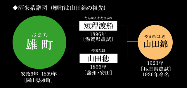 酒米系譜図。雄町米は山田錦の祖先。